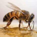 Honey for immune support